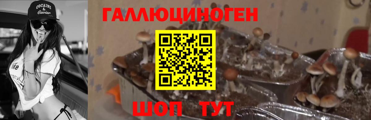 Псилоцибиновые грибы мухоморы  Вход с VPN  Псилоцибиновые грибы мухоморы  Солнечногорск 